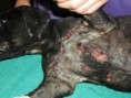 /album/je-to-krute-ale-je-to-tak/abused-puppy-2-jpg/